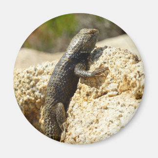 Imán Lizard espinoso con respaldo amarillo en el árbol