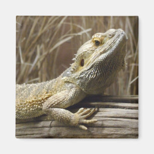 Imán Lizard Magnet