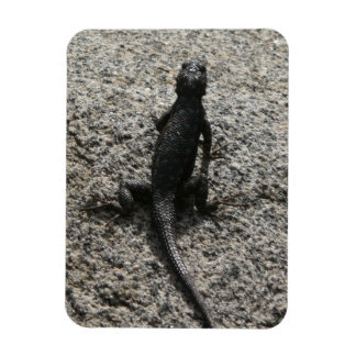 Imán Lizard negro