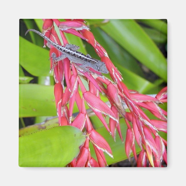 Imán Lizard y belleza (Frente)