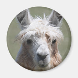 Imán Llama
