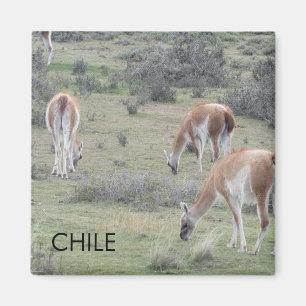 Imán Llama a Chile Magnet