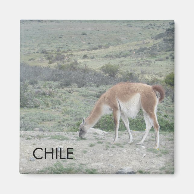 Imán Llama a Chile Magnet (Frente)