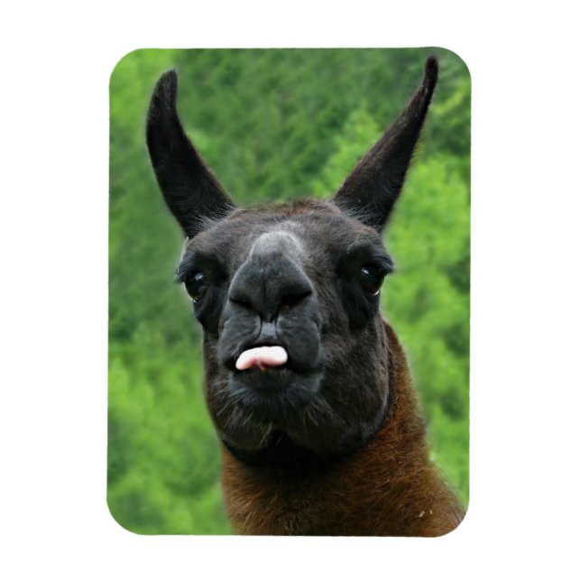 Imán Llama con actitud - Sticout Tongue Photo (Vertical)