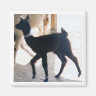 IMÁN LLAMA DEL BEBÉ