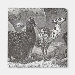 Imán Llama negra y blanca: Alpaca y arte animal