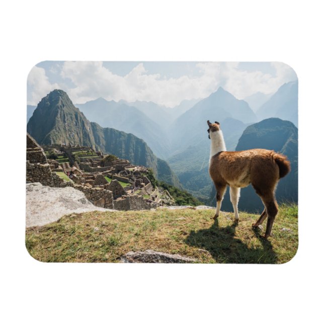 Imán Llama por encima de las ruinas | Machu Picchu, Per (Horizontal)