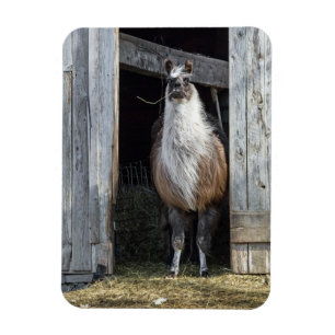 Imán Llama, saludando el día