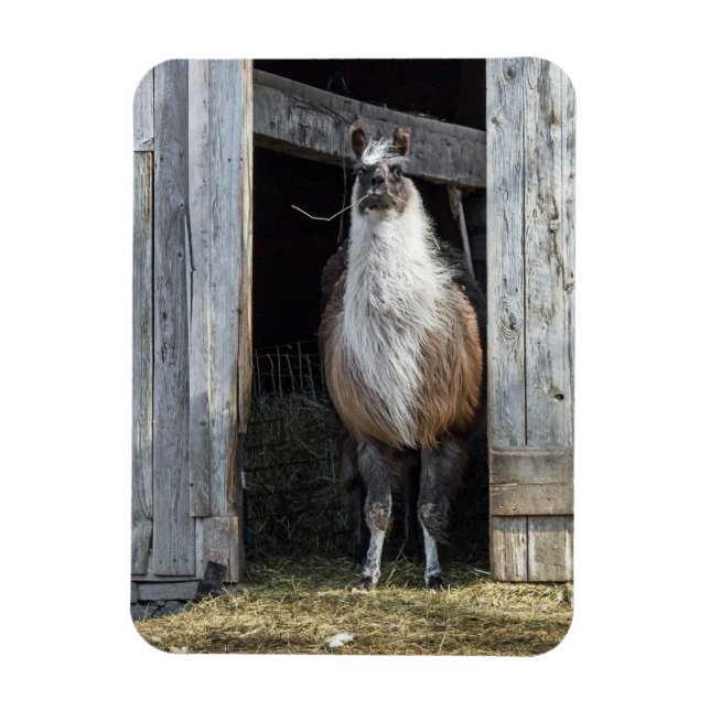 Imán Llama, saludando el día (Vertical)