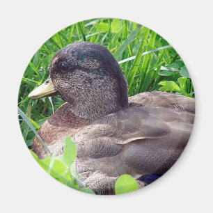 Imán Llamar a Duck Drake
