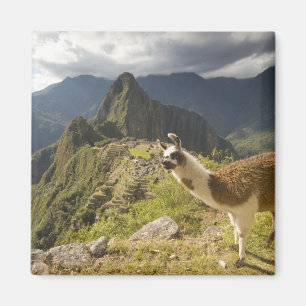 Imán Llamas y una vista general de Machu Picchu,