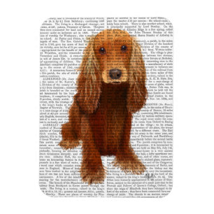 Imán Llanura de Cocker Spaniel