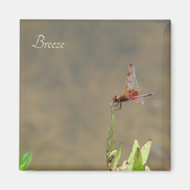 Imán Lluvia roja descansando sobre una paja