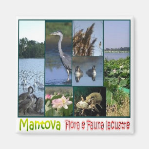 Imán LMD062 MANTOVA, Lacustra flora y fauna Fridge