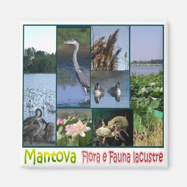 Imán LMD062 MANTOVA, Lacustra flora y fauna Fridge (Frente)