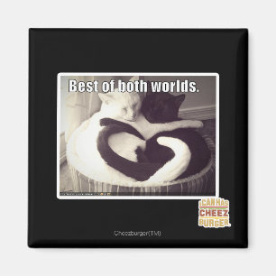 Imán Lo mejor de ambos mundos.