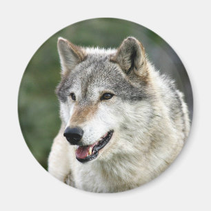 Imán Lobo