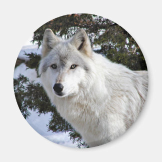 Imán lobo
