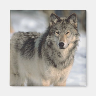 Imán Lobo alerta