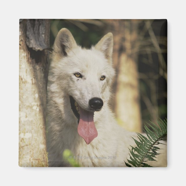 Imán Lobo ártico en el bosque (Frente)