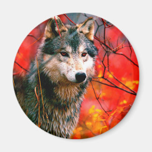 Imán Lobo asomando hojas en un bosque