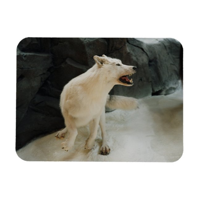 Imán Lobo blanco (Horizontal)