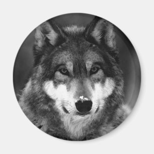 Imán Lobo blanco y negro