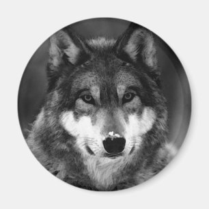 Imán Lobo blanco y negro