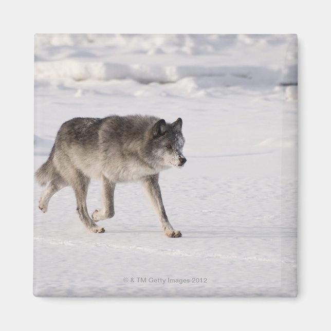 Imán Lobo corriendo en la nieve (Frente)