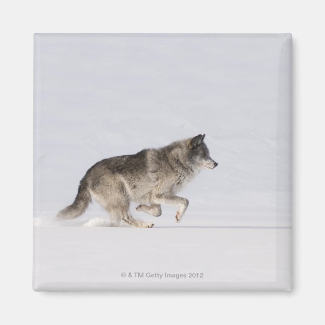 Imán Lobo corriendo en la nieve 2 (Frente)