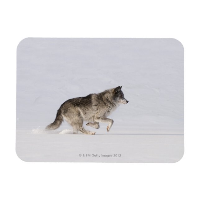 Imán Lobo corriendo en la nieve 2 (Horizontal)