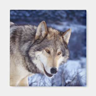 Imán Lobo de invierno 2