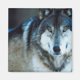 Imán Lobo de madera