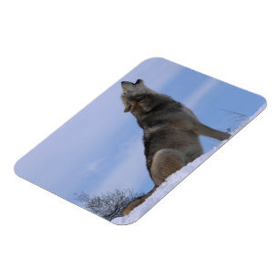 Imán Lobo de madera de Alaska del grito