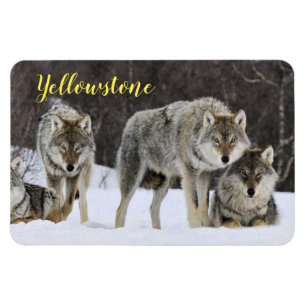 Imán Lobo de Magnet-Yellowstone