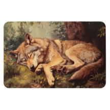 Lobo Durmiendo En El Bosque