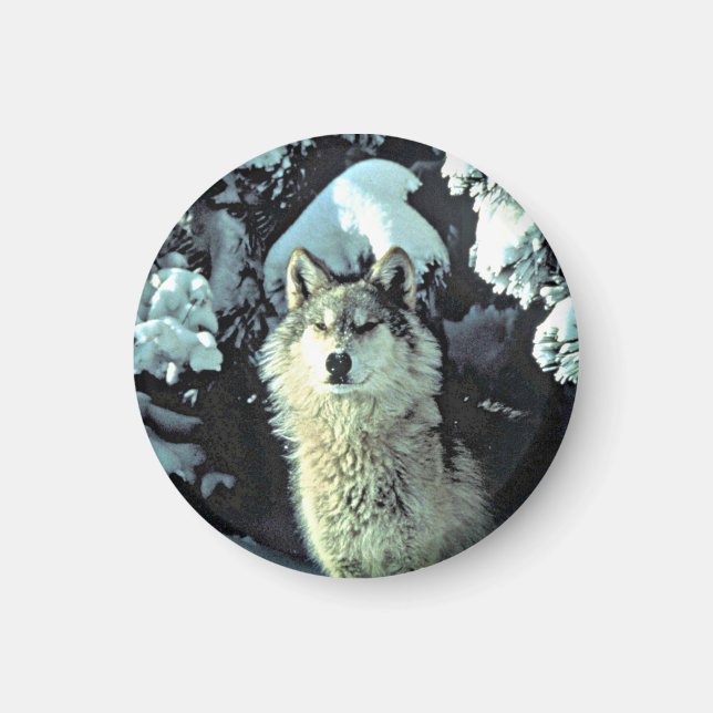 Imán Lobo En La Nieve (Frente)