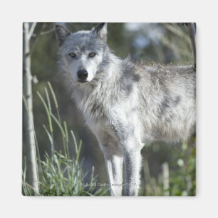 Imán Lobo en Yellowstone