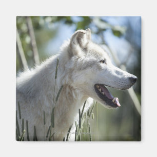 Imán Lobo en Yellowstone.