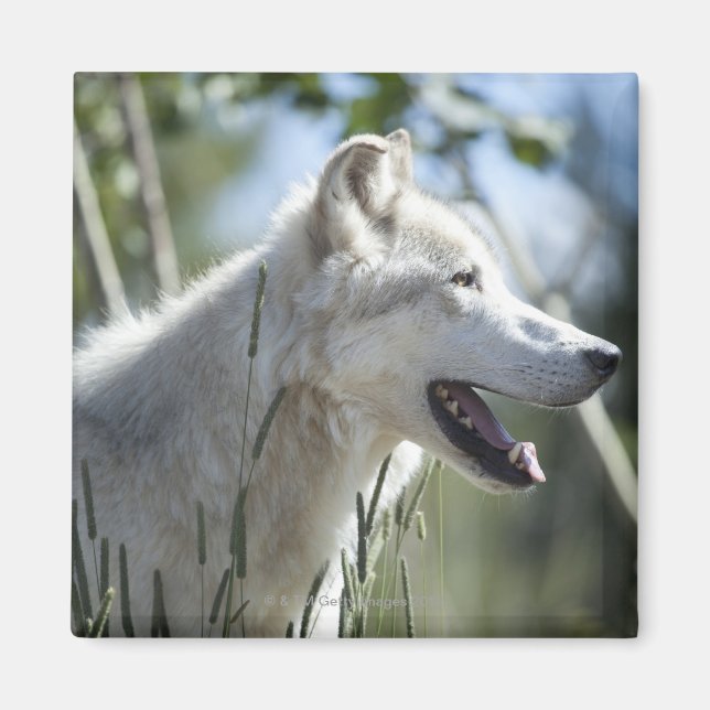 Imán Lobo en Yellowstone. (Frente)