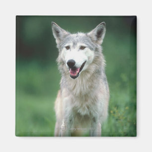 Imán Lobo gris