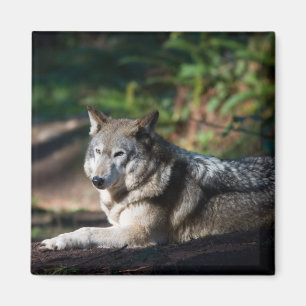 Imán Lobo gris