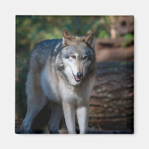 Imán Lobo gris