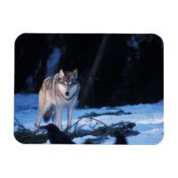 lobo gris, Canis lupus, en las estribaciones