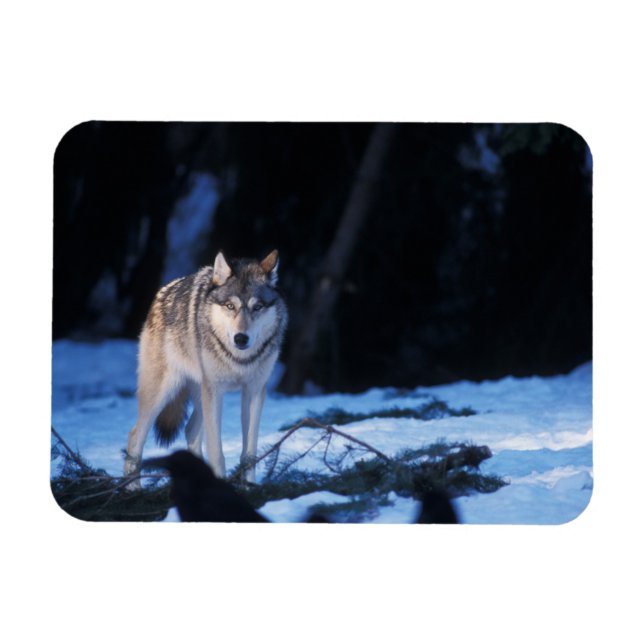 Imán lobo gris, Canis lupus, en las estribaciones (Horizontal)