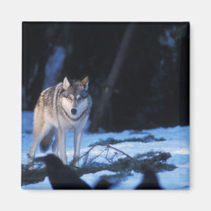 Imán lobo gris, Canis lupus, en las estribaciones