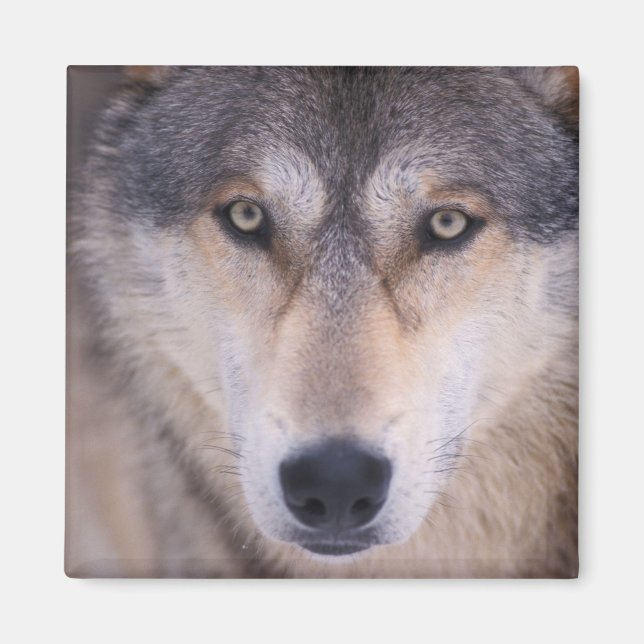 Imán lobo gris, Canis lupus, primer plano de ojos (Frente)