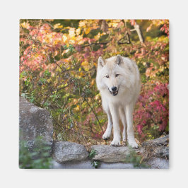 Imán Lobo gris curioso