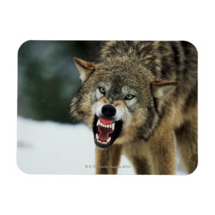 Imán Lobo gris del gruñido