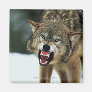 Imán Lobo gris del gruñido